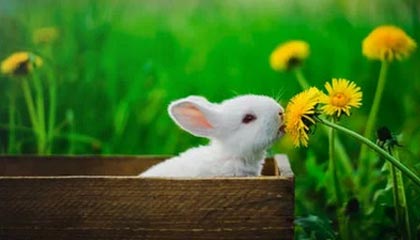 开云网站：让创意在云端起航